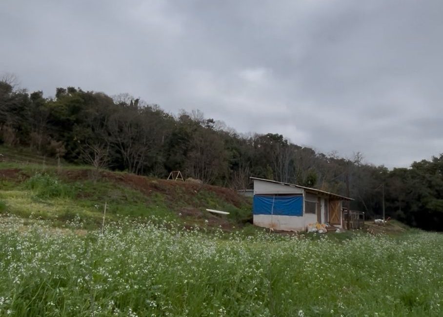 Foto-galinheiro